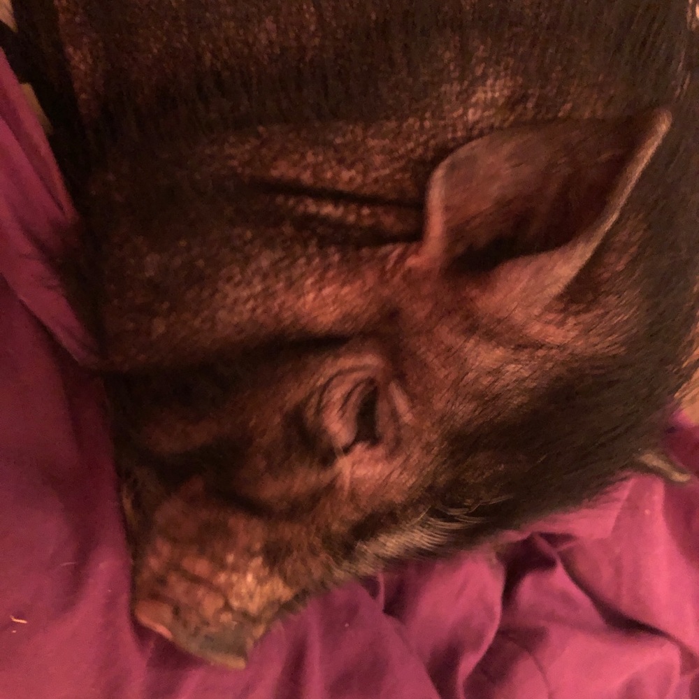 Meet your Posher, Serenity